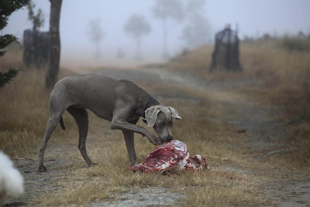 dog eating carcass