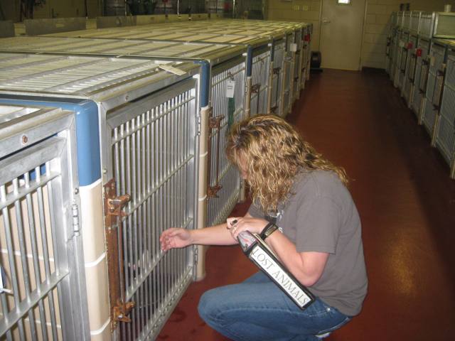 Patty, an Animal Control Officer at Winnebago County Animal Services in Rockford , Illinois checks the kennels for dogs matching the descriptions in the Lost Dog reports.