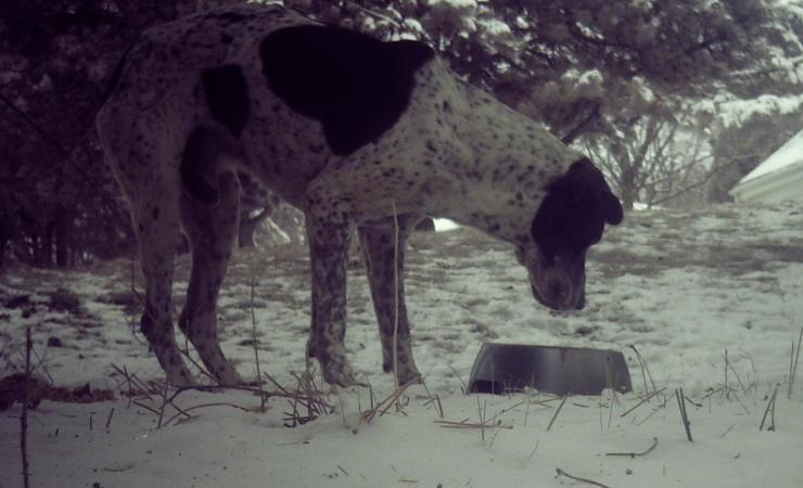 A shy lost dog that began using a feeding station.  This picture was taken by a trail camera that was aimed at the food bowl. 