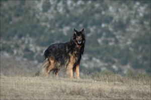 “Feral, Survival or Flight” Mode – What Does That Mean? | Lost Dogs of