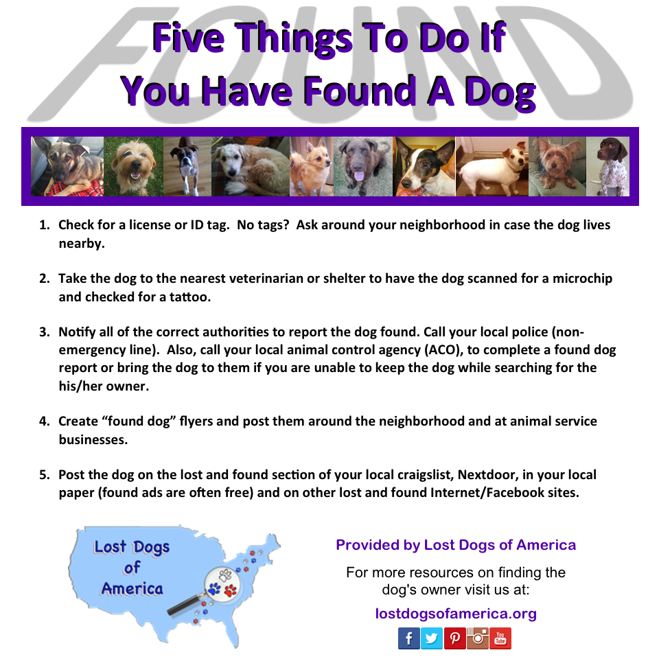 lost and found dog sites