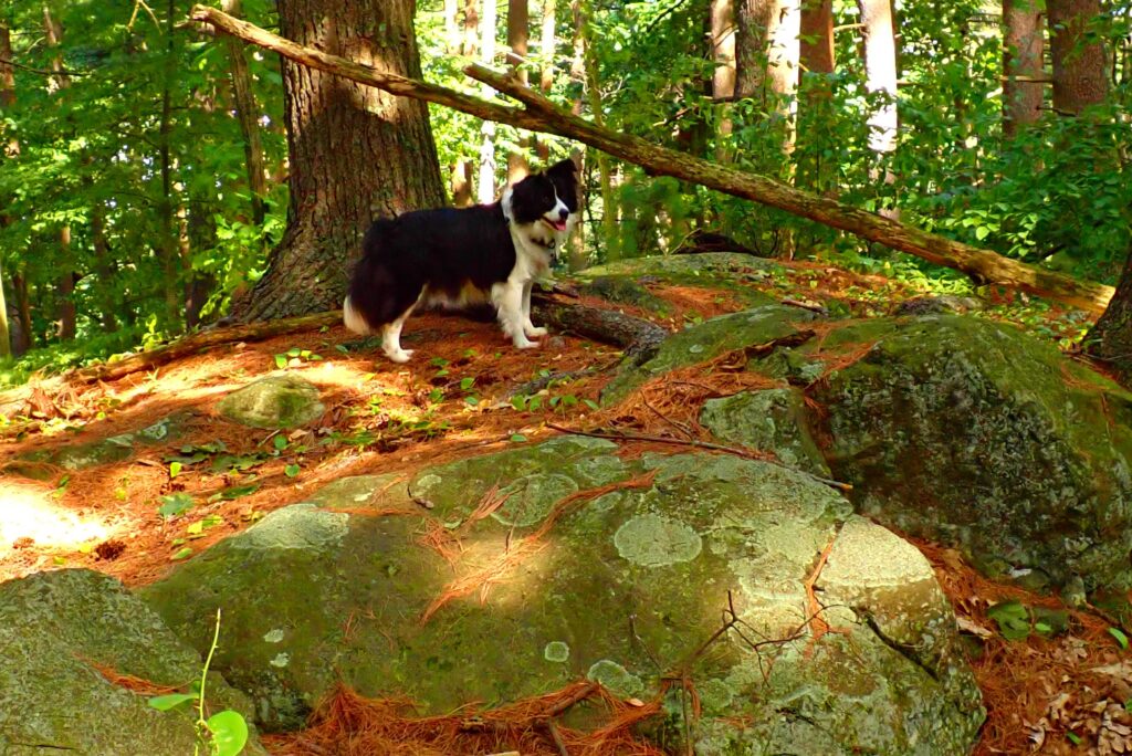Scared border collie lost in the woods